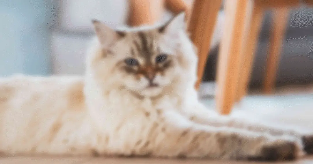 avclabs image unblur tool