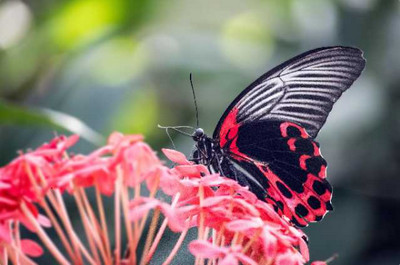 scarlet with black