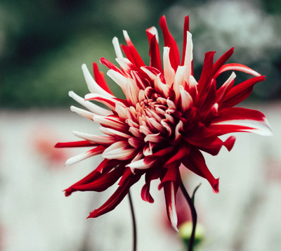 scarlet with white