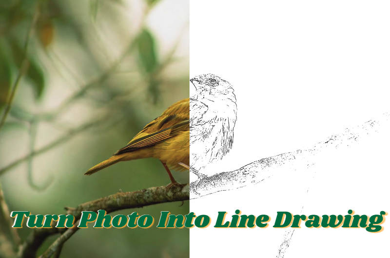 turn photo into line drawing